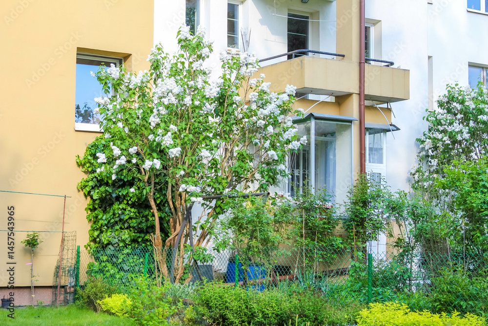 Obraz premium Blooming jasmine bush with white flowers near yellow apartment building in urban residential garden