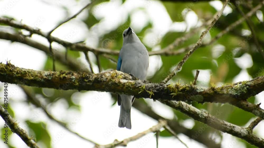 pajaro cantando - Costa Rica