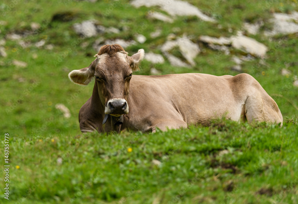 Brown cow resting on green grass in a serene mountainous landscape during the day