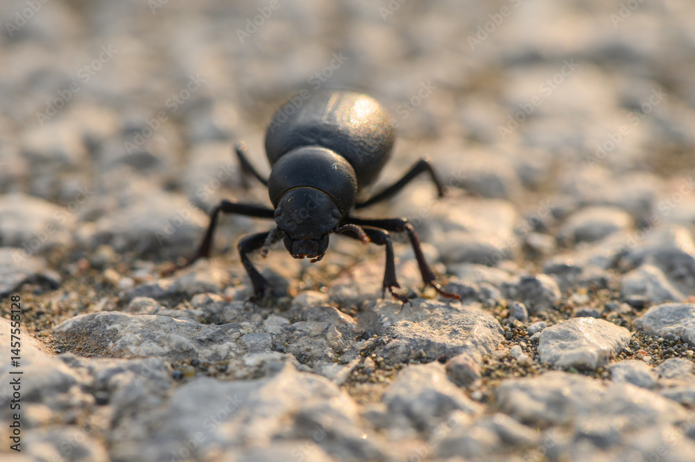 Timarcha Beetle on Asphalt Surface Timarcha Beetle on Asphalt Surface
