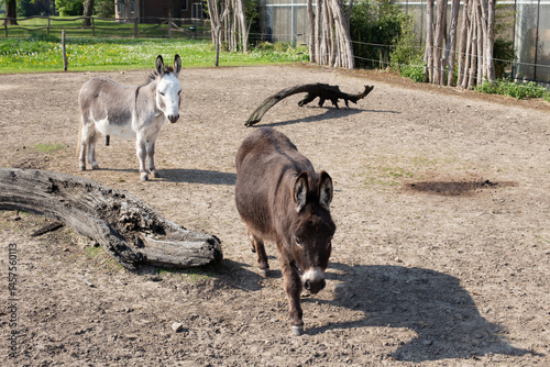 Two donkeys standing together on a farm, surrounded by a rustic countryside setting.
