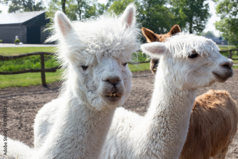 Obraz premium A white alpaca looking at the camera.