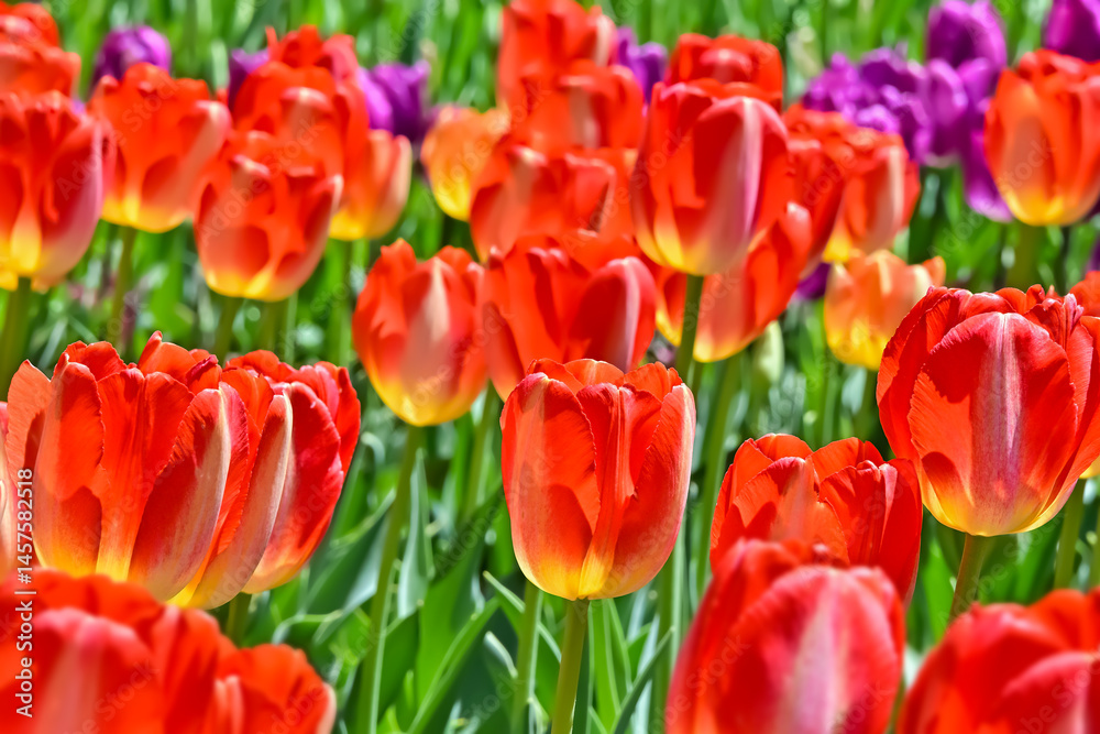 美しいチューリップの花 美しいチューリップの花