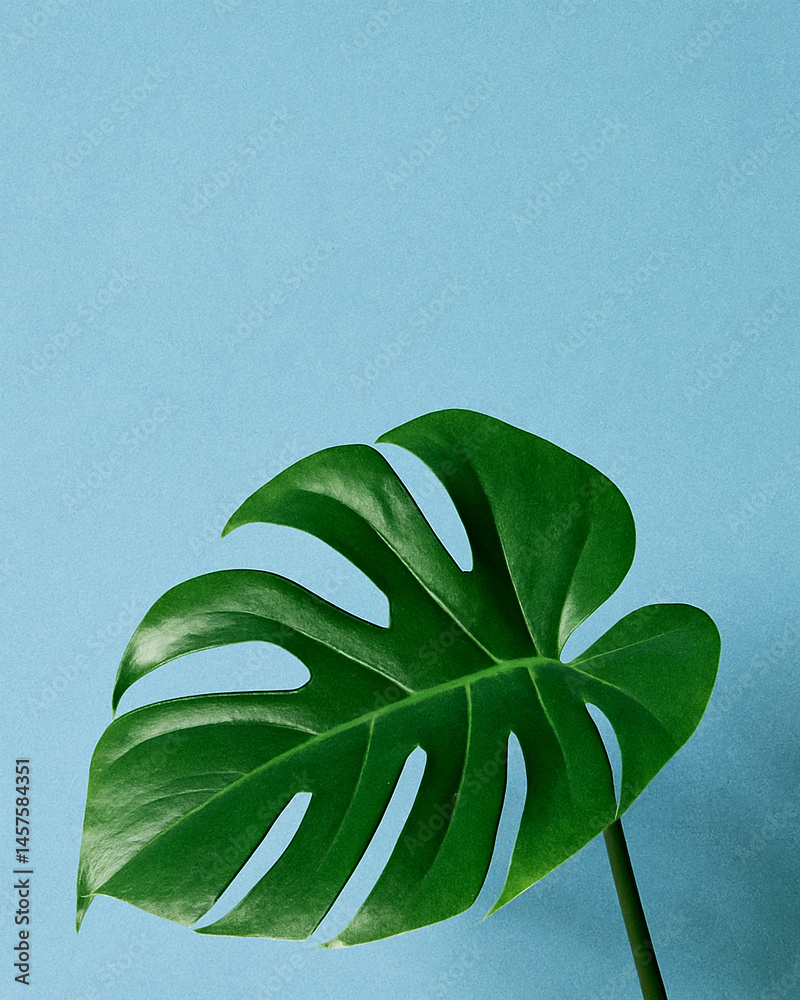 monstera leaf on blue background with minimal tropical design aesthetic