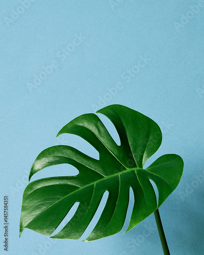 monstera leaf on blue background with minimal tropical design aesthetic