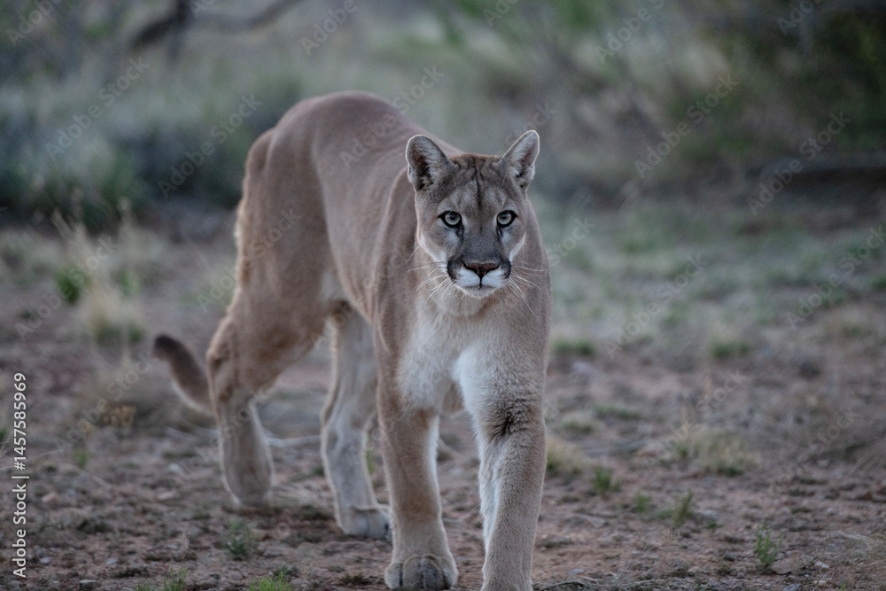 majestic powerful intimidating wild desert mountain lion majestic powerful intimidating wild desert mountain lion