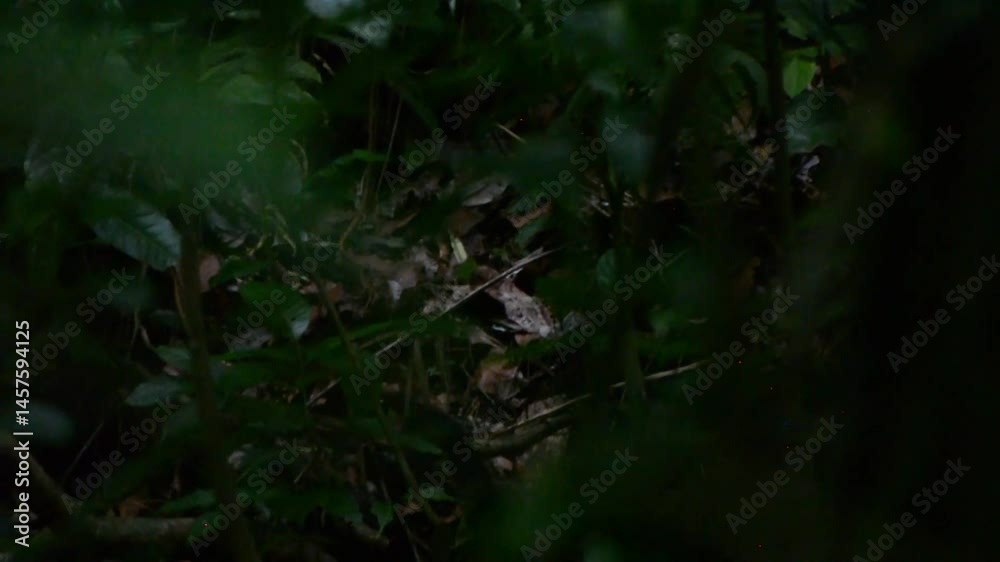 capuchin monkey - Costa Rica