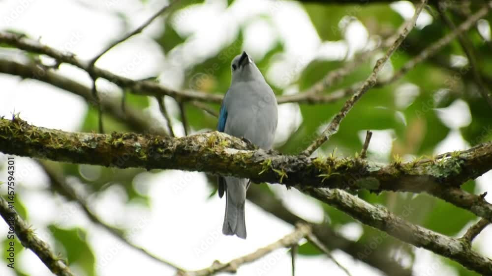 pajaro cantando - Costa Rica