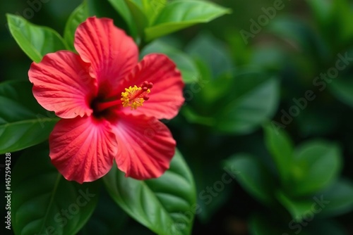 Bold blooming hibiscus, lush green foliage, vibrant repeat, vibrant, background