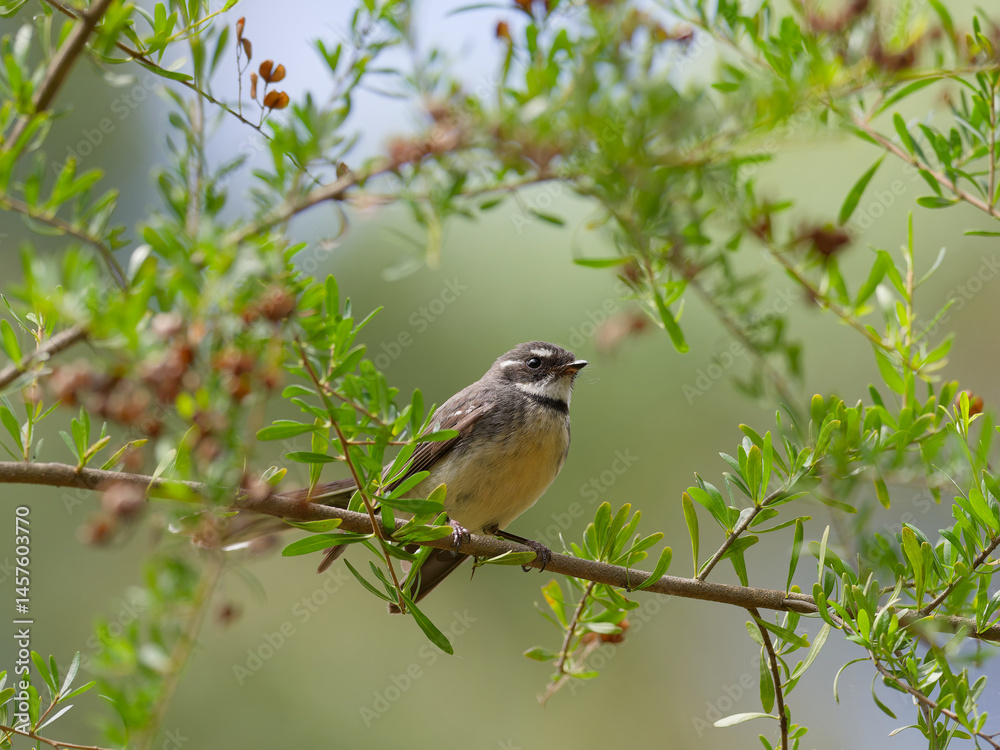 Fototapeta premium Grey Fantail (Rhipidura albiscapa) perched on a branch with green leaves and bokeh background