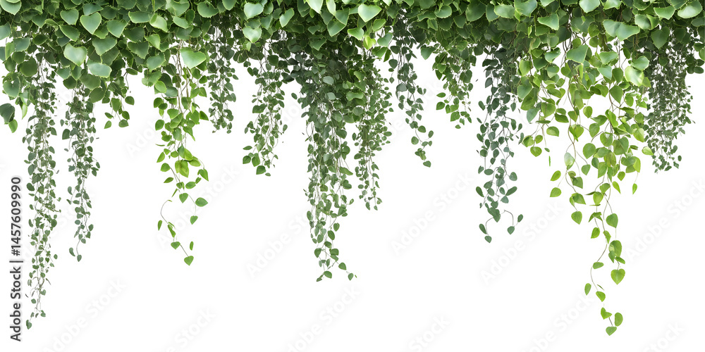Fototapeta premium Cascading foliage: Green vines falling against a stark backdrop creating dimension