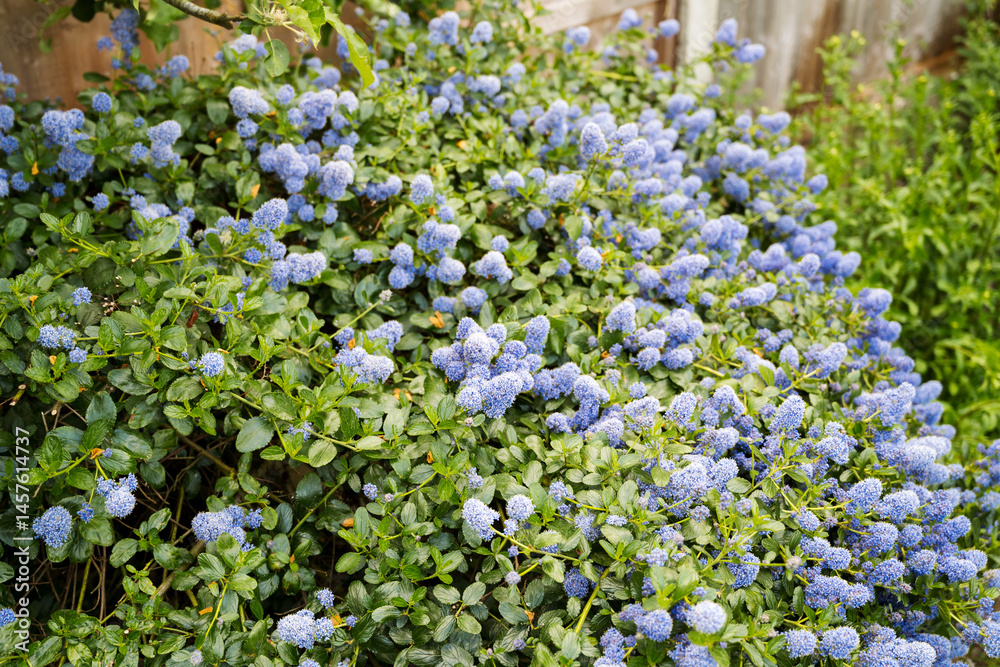 Bush with blue flowers blooming in spring, beautiful garden Bush with blue flowers blooming in spring, beautiful garden