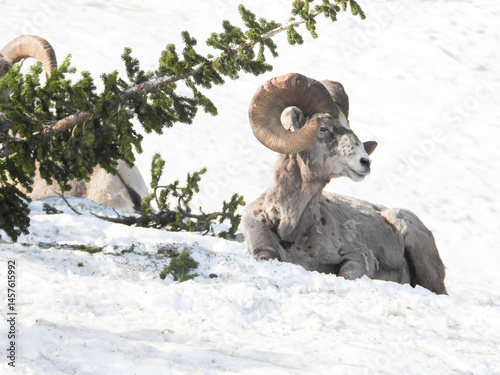 big horn sheep Glacier National Park