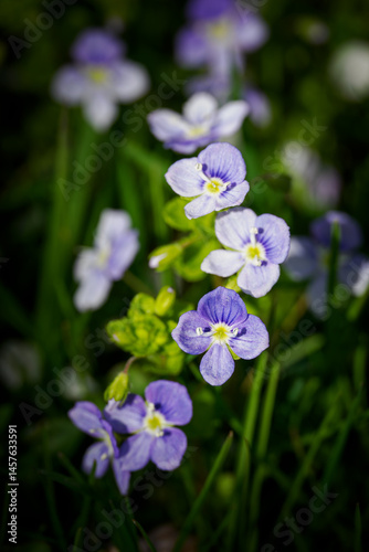 The blue, fresh flowers burst forth from the resequillette.
