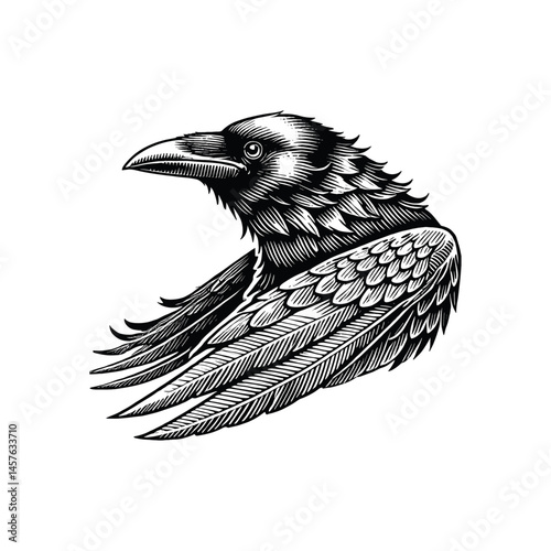 Vintage Crow with wings Illustration - Black and White Line Art, drawn in an engraved, woodcut style with fine details sketch engraving vector illustration. Scratch board imitation. Black and white