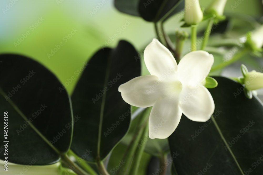 Fototapeta premium Beautiful jasmine plant with flowers on blurred background, closeup