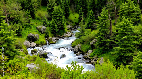 Among the coniferous vegetation, the impetuous waters of the river flows among the stones, in the verdant Valle Quarazza, on the slopes of the Monre Rosa in Piedmont, Italy.