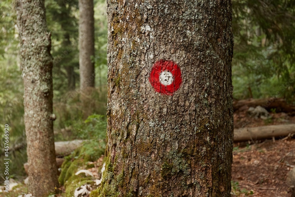Naklejka premium Hiking trail signs on trees