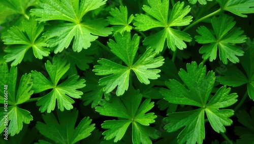 Fresh parsley leaves, intricate natural pattern, texture, aromatic