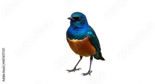 Striking Superb Starling Displaying Vibrant Plumage on a Clean White Backdrop