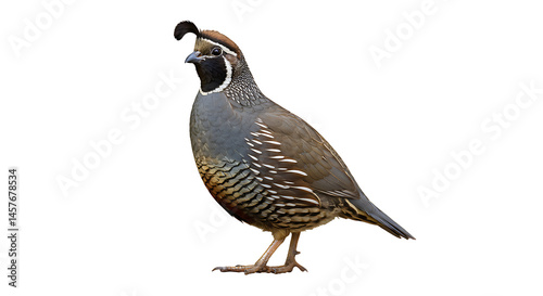 Isolated california quail displaying striking plumage and signature topknot feather