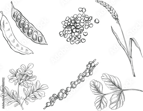 sketch illustration of a collection of spice plants for traditional Indonesian Asian cooking spices