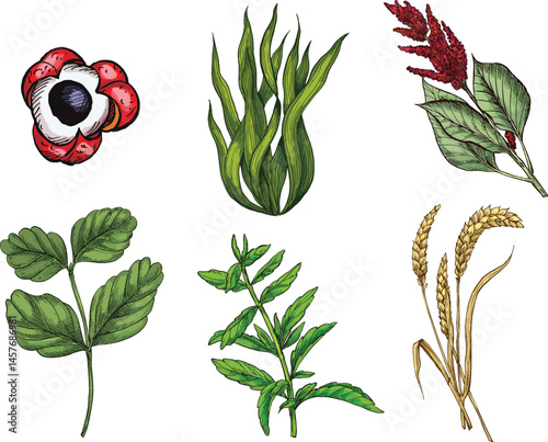 sketch illustration of a collection of spice plants for traditional Indonesian Asian cooking spices