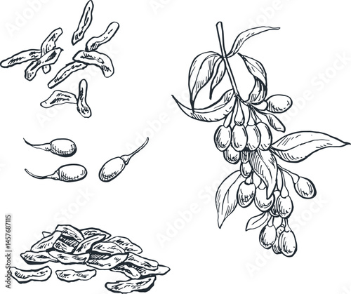 illustration sketch of goji spice plant for traditional Indonesian Asian cooking spices