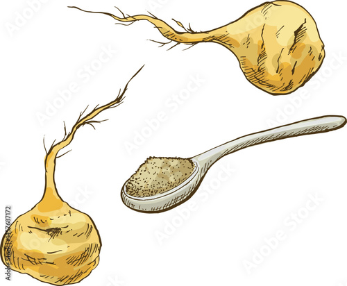 Illustration sketch of maca spice plant for traditional Indonesian Asian cooking spices 