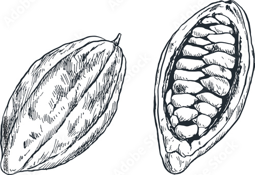 ilustrasi sketsa tanaman rempah kakao untuk bumbu masakan khas tradisional indonesia asia