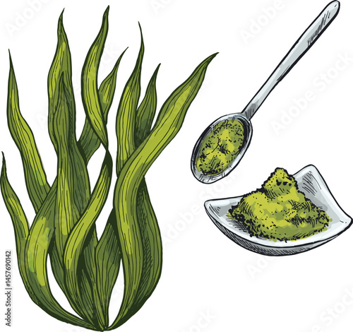 ilustrasi sketsa tanaman rempah spirulina untuk bumbu masakan khas tradisional indonesia asia