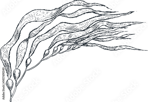kelp spice plant sketch illustration for traditional Indonesian Asian cooking spices