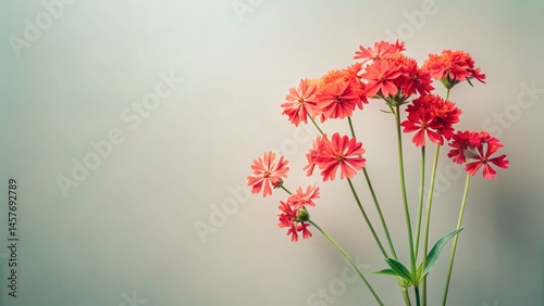 Elegant Lychnis Flower Cluster: Bright Minimalist Botanical Stock Photo