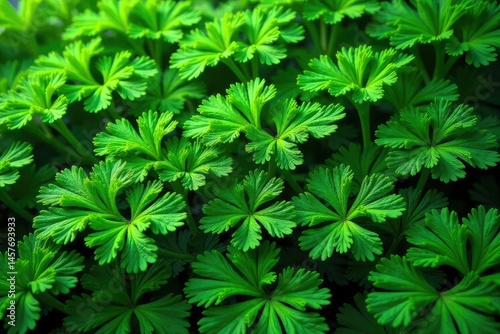 Intricate parsley leaf pattern, vibrant green hues, nature, fresh