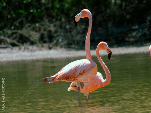 Flamencos en Celestún, Yucatán.