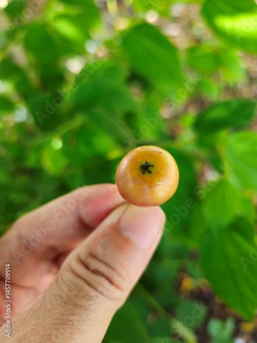 A hand holds a single, small, ripe Muntingia Calabura fruit attached to its stem, with a blurred background of leaves and branches. photo