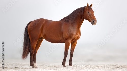 Majestic bay horse standing gracefully, embodying elegance and strength in minimalist beauty
