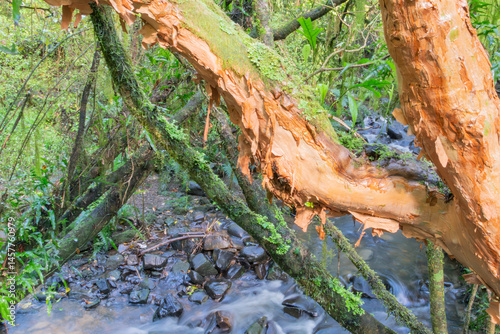 New Zealand rain forest dense and dark photo