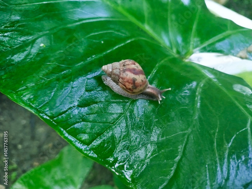 photo of snails on taro leaves