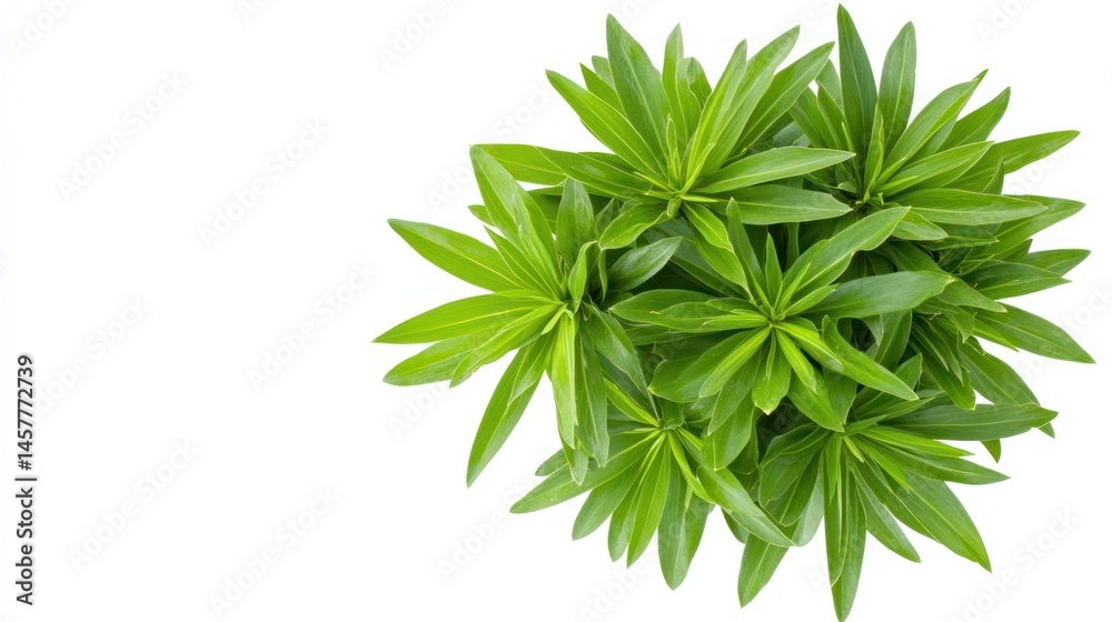 Naklejka premium Vibrant green foliage on white background