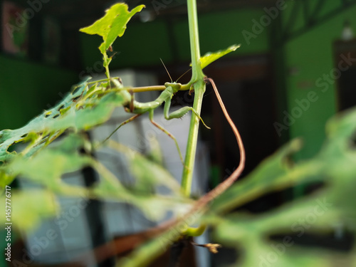 Praying mantis is a type of predatory insect