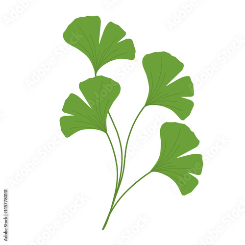 Set of illustrations of green ginko bilboba leaves. Illustration of branching ginko biloba leaves. Vector leaf illustration 