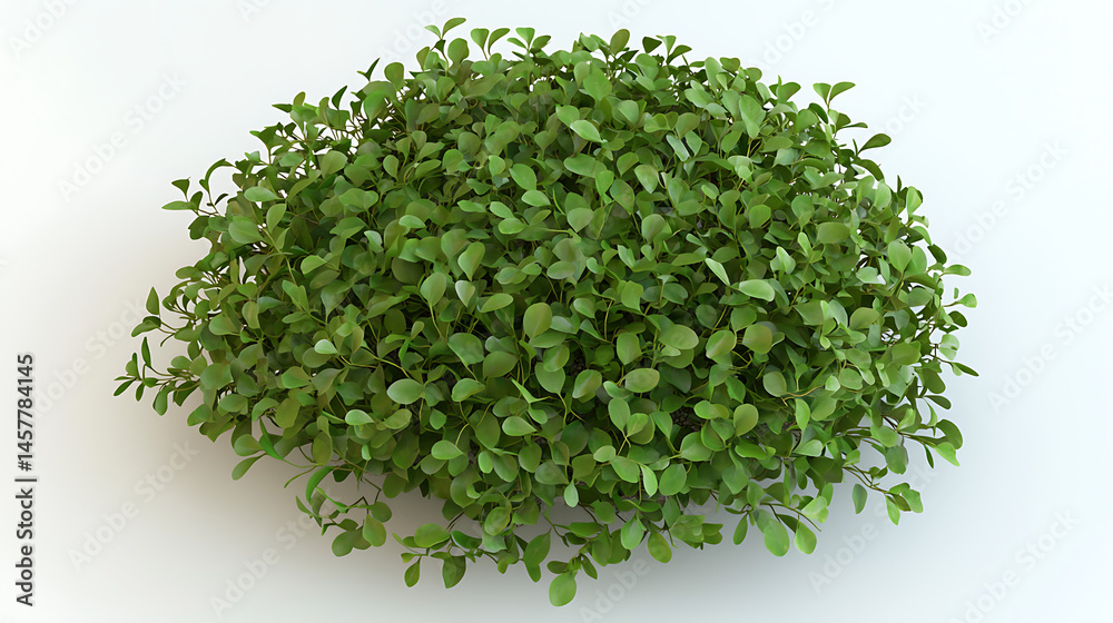 Obraz premium A small green bush with leaves