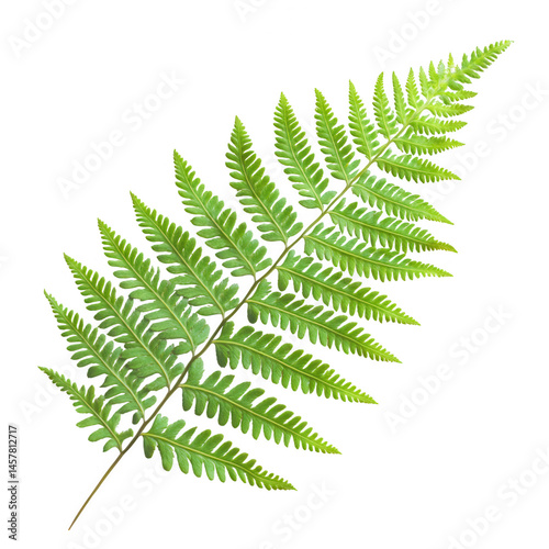 Close up view of a single green fern frond isolated on transparent background