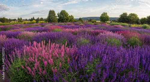 Vibrant Purple And Pink Lavender Field In Summer