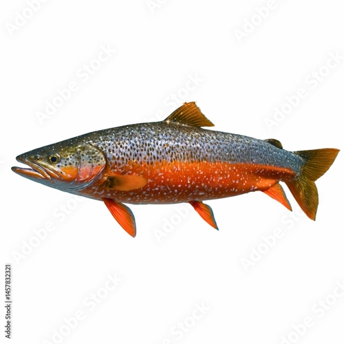  Arctic Char’s Coldwater Colors.