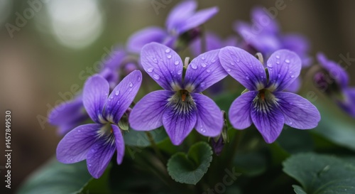 Closeup of Purple Violets with Dewdrops