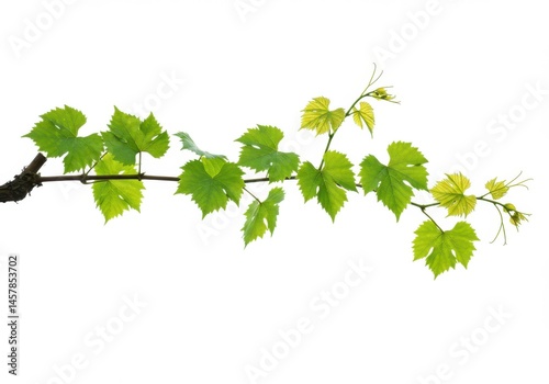 Wallpaper Mural A vine branch with bright green leaves against isolated on white background Torontodigital.ca