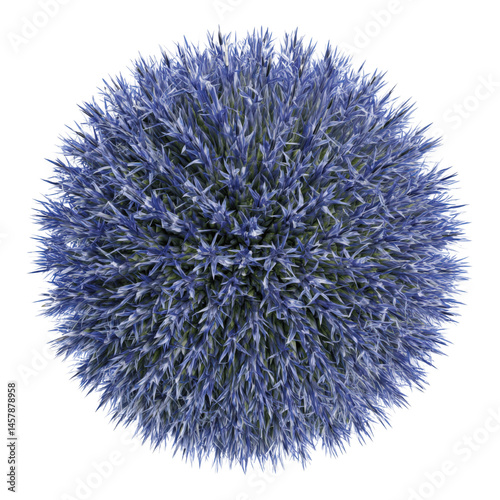Aerial View of a Globe Thistle (Echinops) Flower