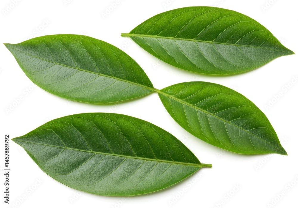 Obraz premium Four fresh green leaves arranged on a white surface in a close-up shot